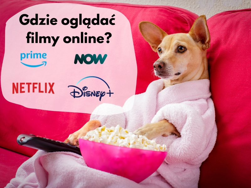 pies oglądający film